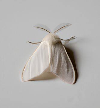 ¿Cuál es el significado esotérico de la polilla blanca?