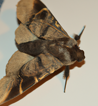 ¿Qué representa la polilla imperial a nivel esotérico?