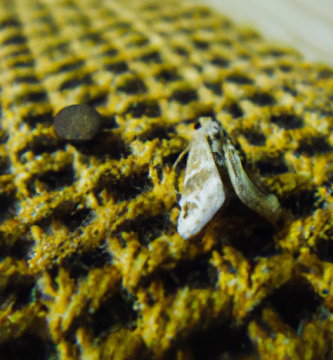 ¿Cuál es el significado espiritual de la polilla pequeña?