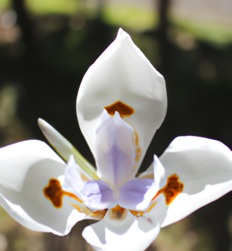 La Flor de Lis: Descubriendo su Significado Espiritual