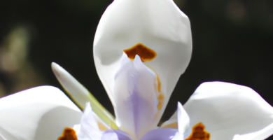 La Flor de Lis: Descubriendo su Significado Espiritual