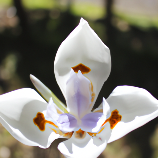 La Flor de Lis: Descubriendo su Significado Espiritual