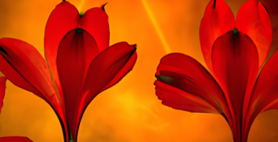 Comprendiendo la energía Escorpio: ¿Cómo influye en una relación entre un Hombre Leo y una Mujer Escorpio?